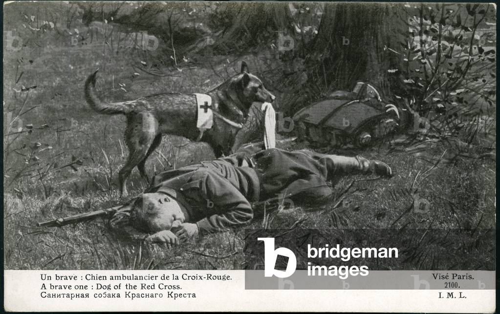 First World War: France, A Red Cross ambulance dog next to a soldier wounds, 1914