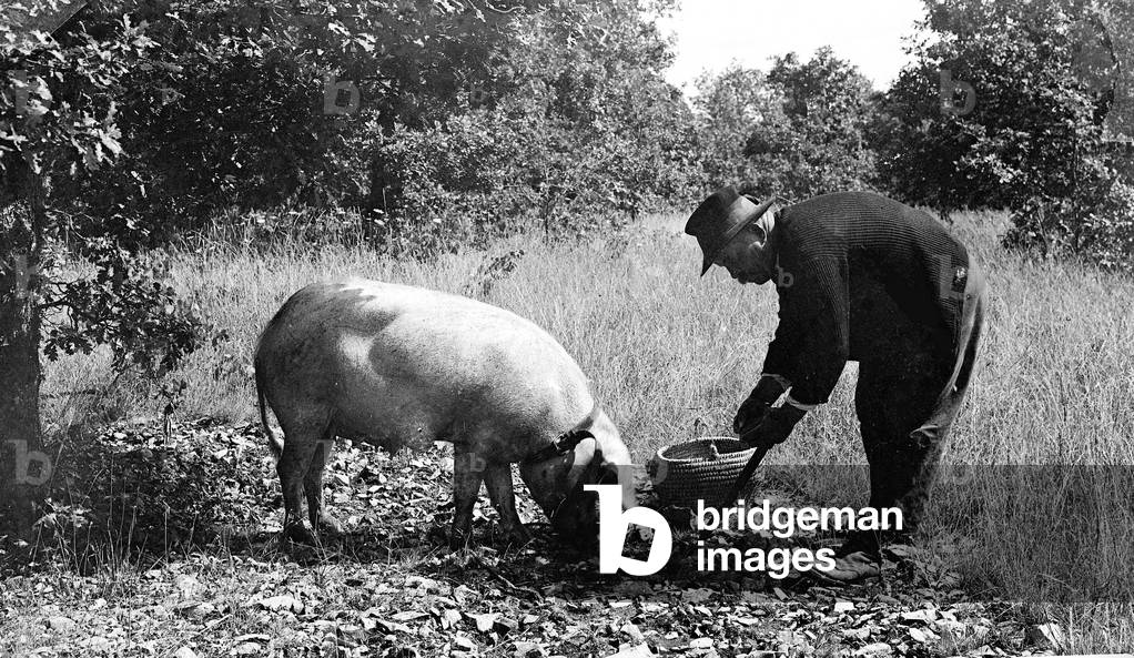 France, Midi-Pyrenees, Lot (46), Martel: a peasant looking for truffles with the help of a truffle pig, 1930