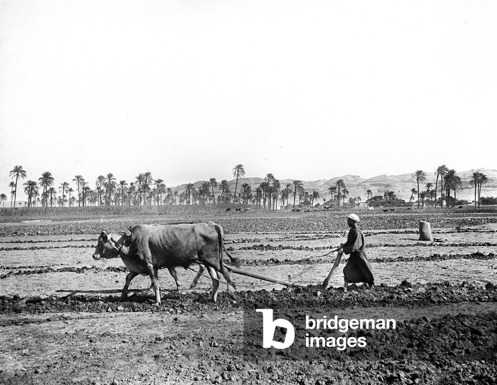Egypt: Cook cruise on the Nile, a Saidi plows his field with a wooden plow pulled by a pair of oxen, 1900
