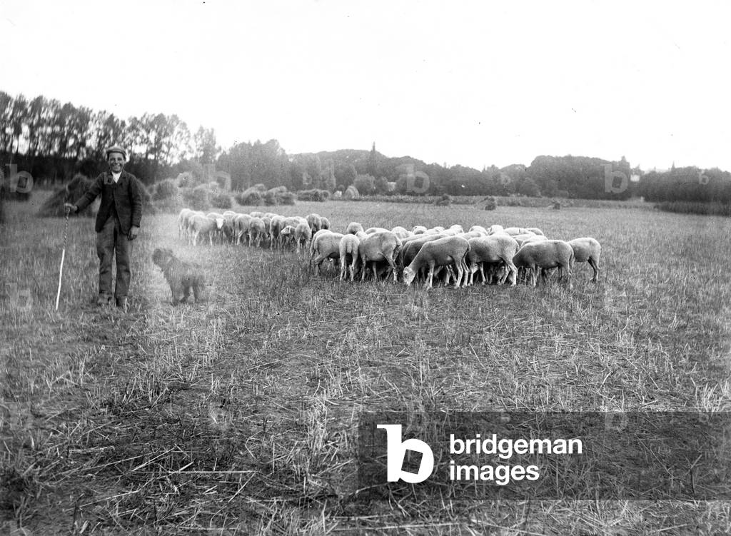 France, Centre, Indre-et-Loire (37): A shepherd and his herd of sheep, 1900