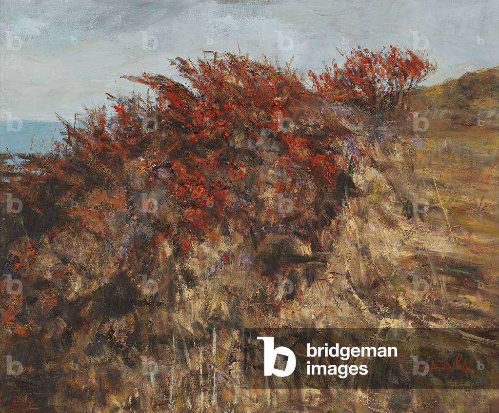 Gorse On Moors ( oil on canvas)