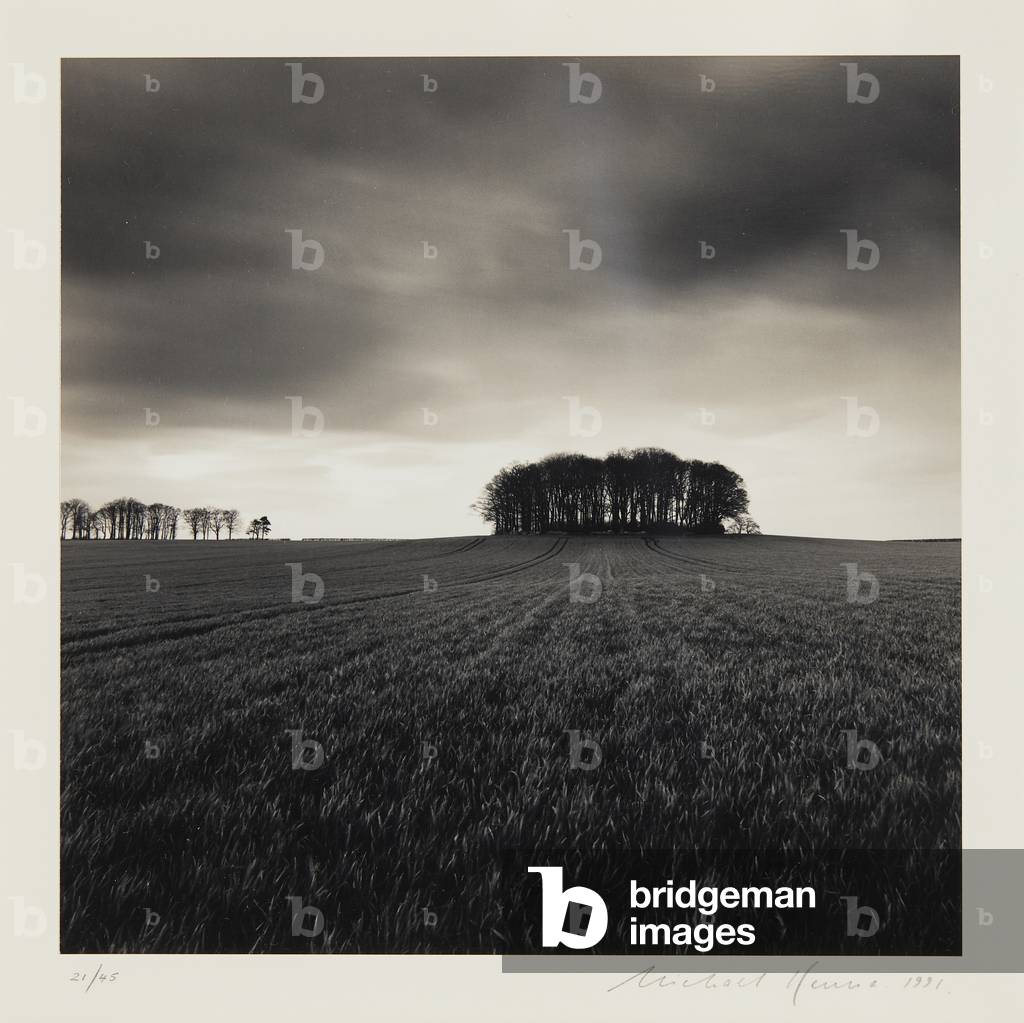 Copse, Great Smeaton, Yorkshire, England, 1991 (silver gelatin print)
