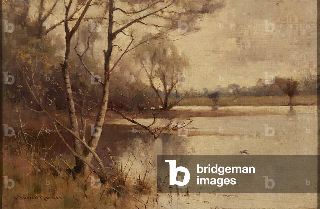 Silver Birch at the Lakeside ( oil on canvas)