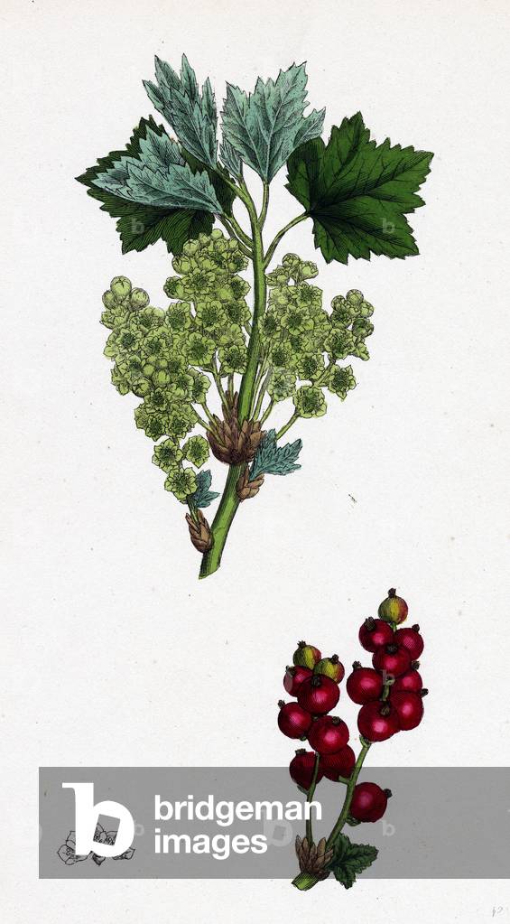 Ribes Rubrum Var. Spicatum Red Currant Var. D.