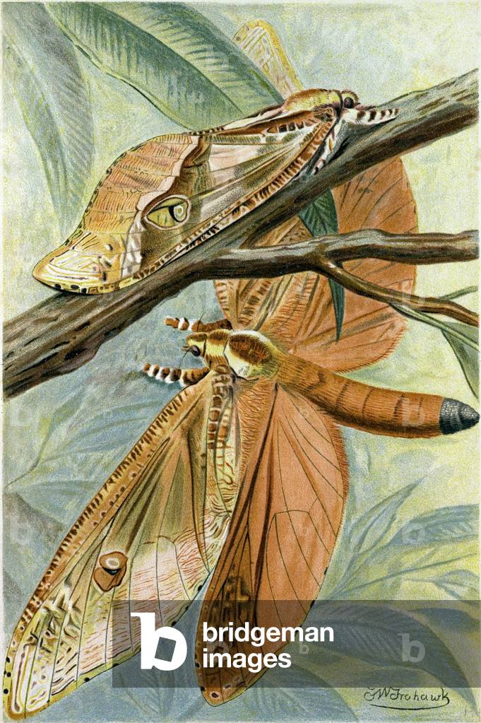Giant Swift Moth
