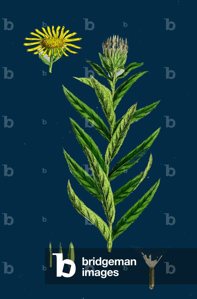 Verbascum Lychnitis; White Mullein
