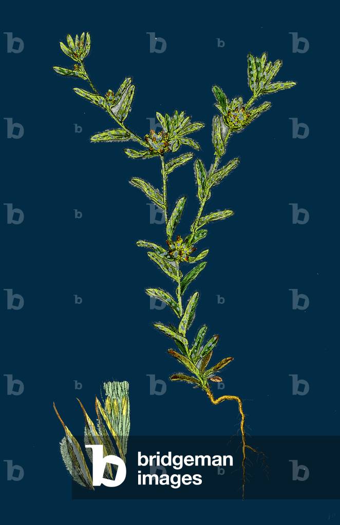 Buxus Sempervirens; Common Box