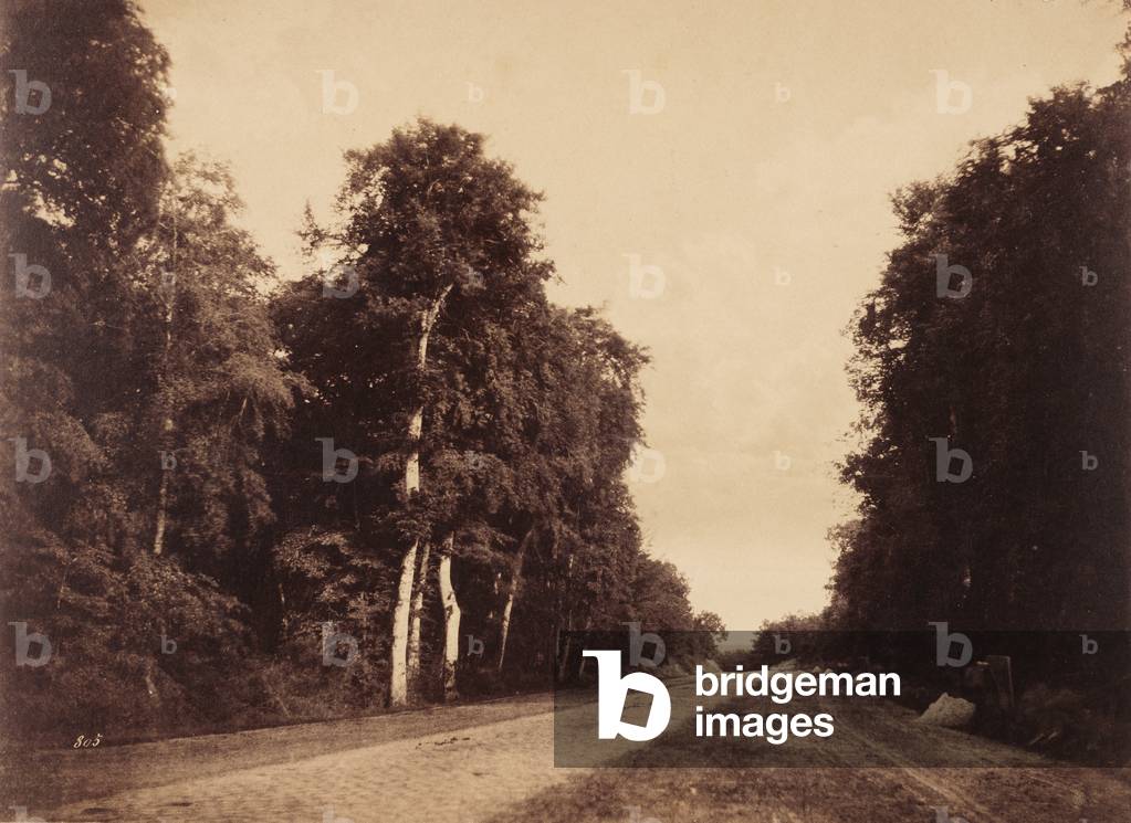 Route de Chailly, Fontainebleau; Gustave Le Gray, francese, 1820 - 1884; Fontainebleau, Francia, Europa; 1856;