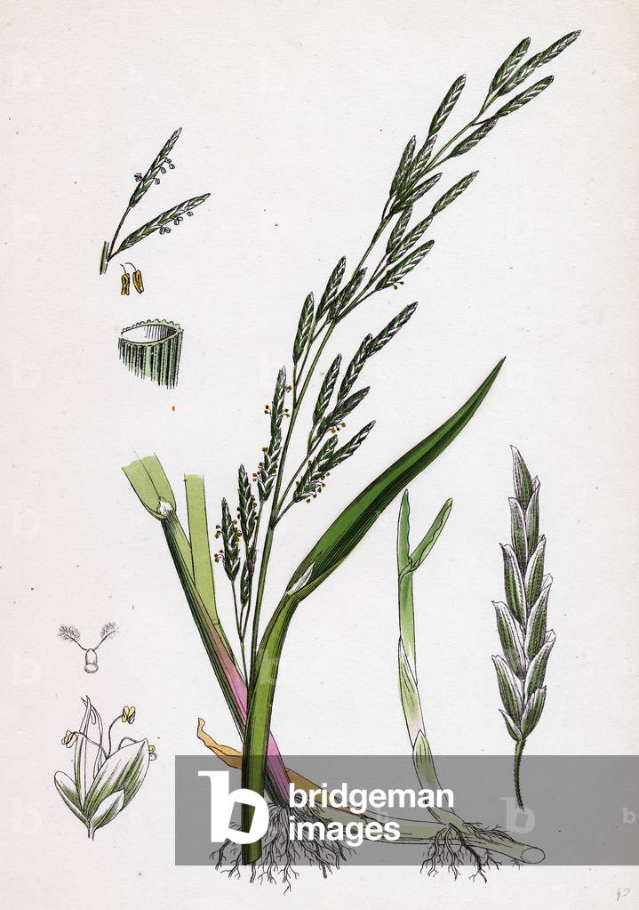 Glyceria Plicata Folded-Leaved Meadow-Grass