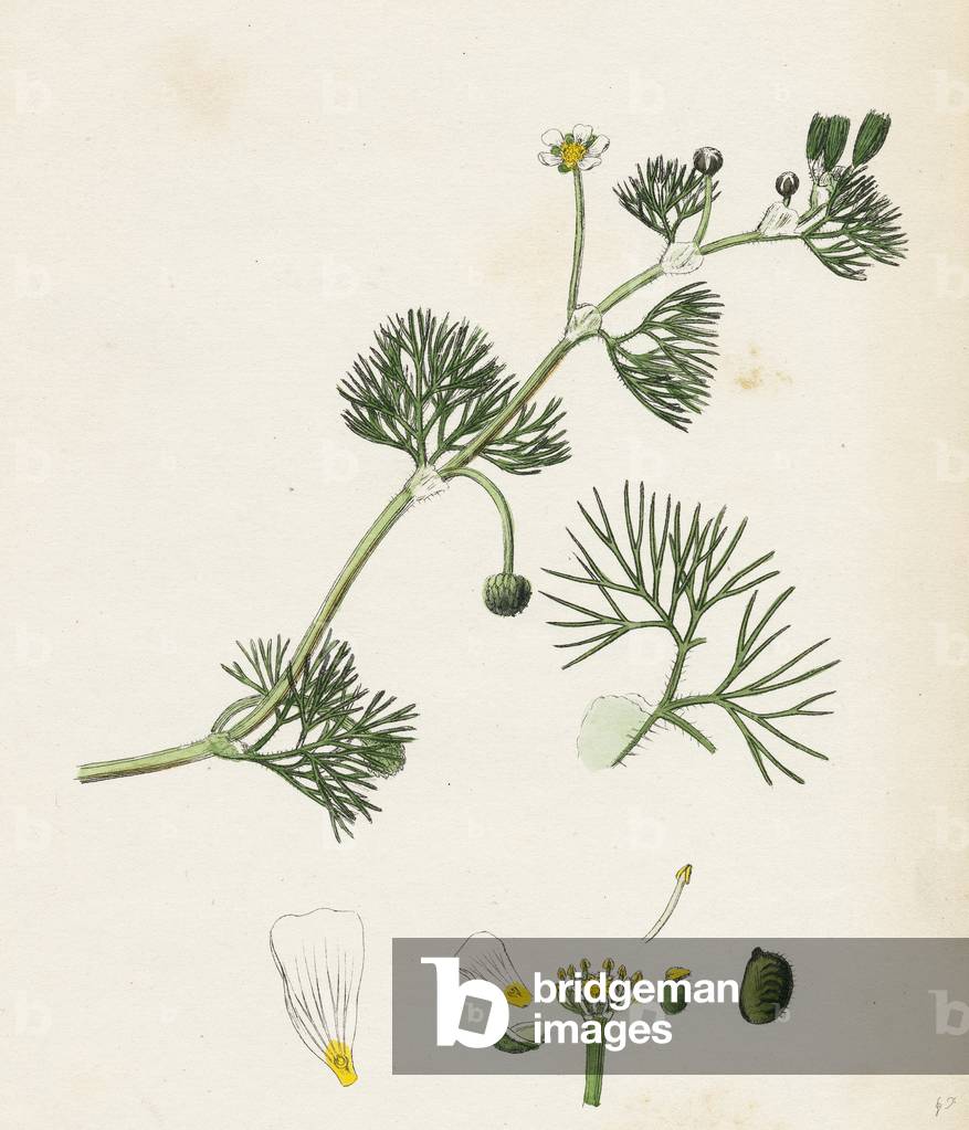 Ranunculus Trichophyllus Hair-Leaved Water-Crowfoot