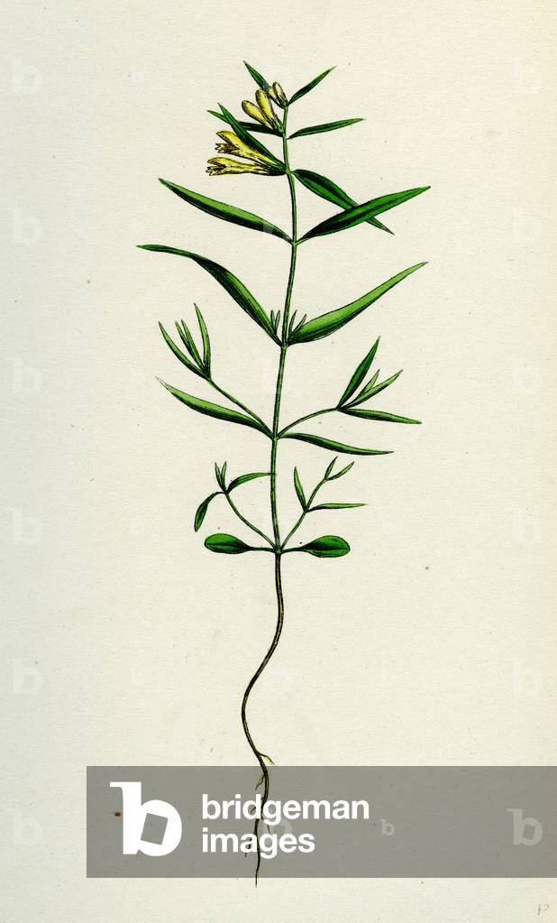 Melampyrum Pratense Var. Montanum Common Cow-Wheat Var. Y.