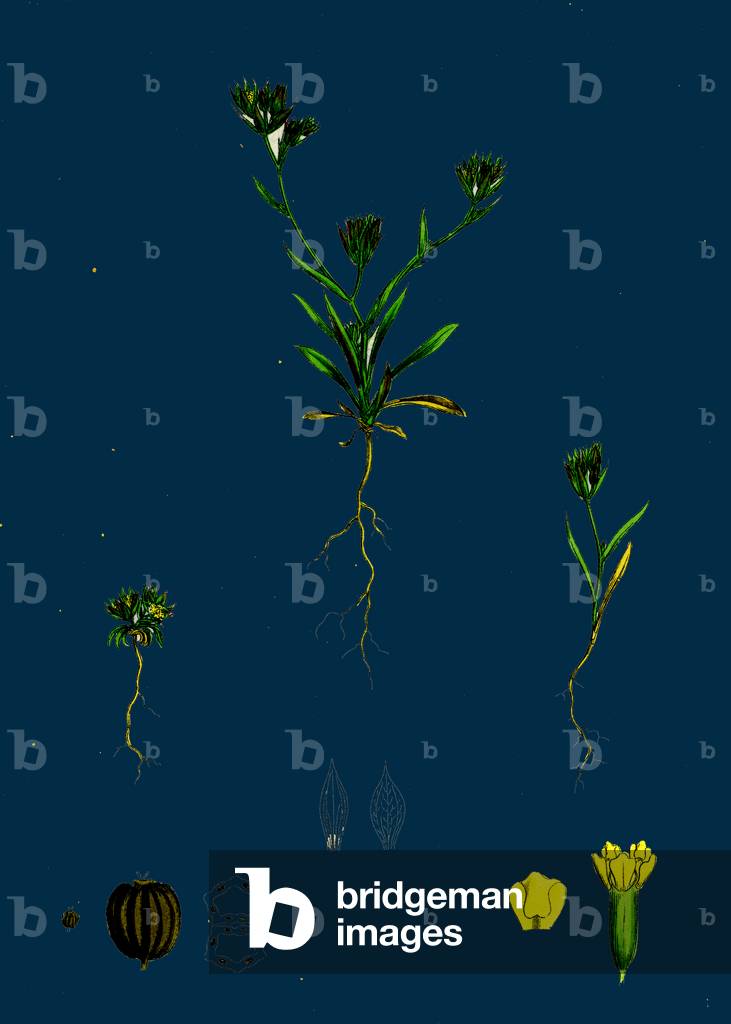 Sclerochloa Borreri; Borrer's Meadow-Grass