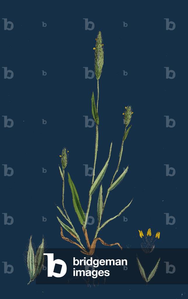 Cornus Sanguinea; Common Dogwood