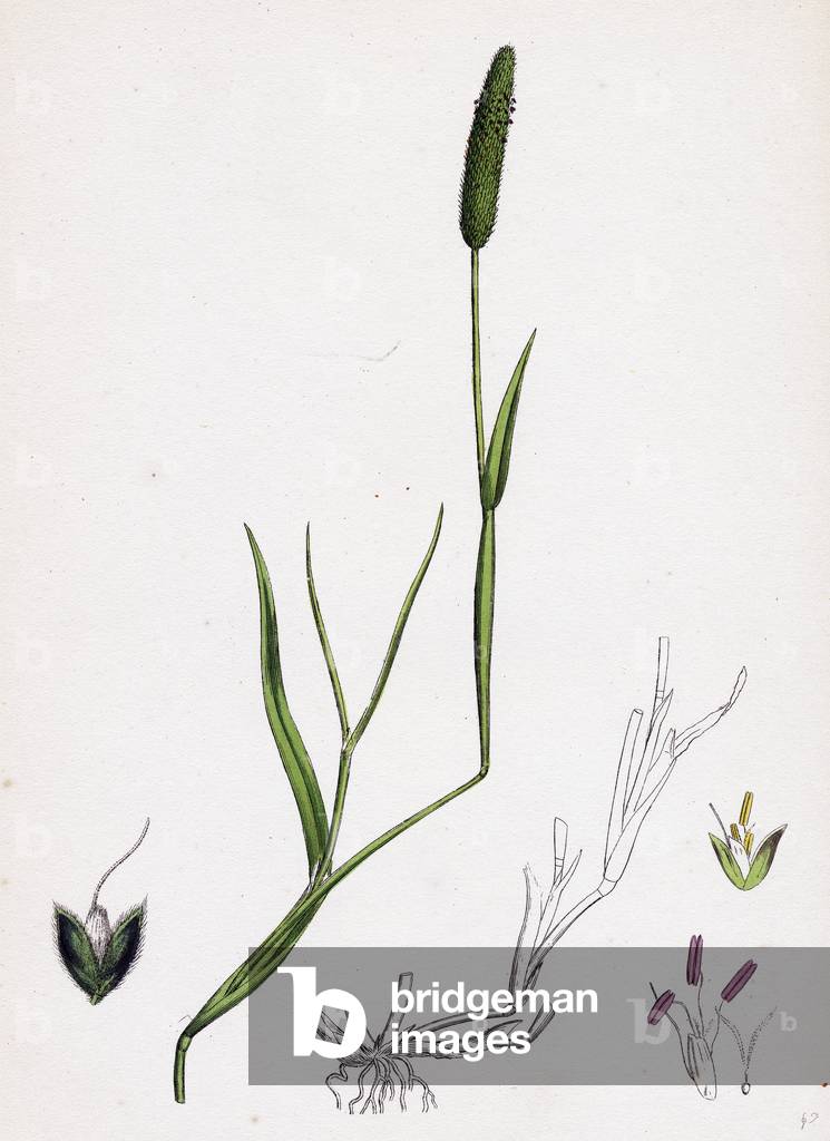 Alopecurus Eu-Geniculatus Bent-Stemmed Fox-Tail-Grass
