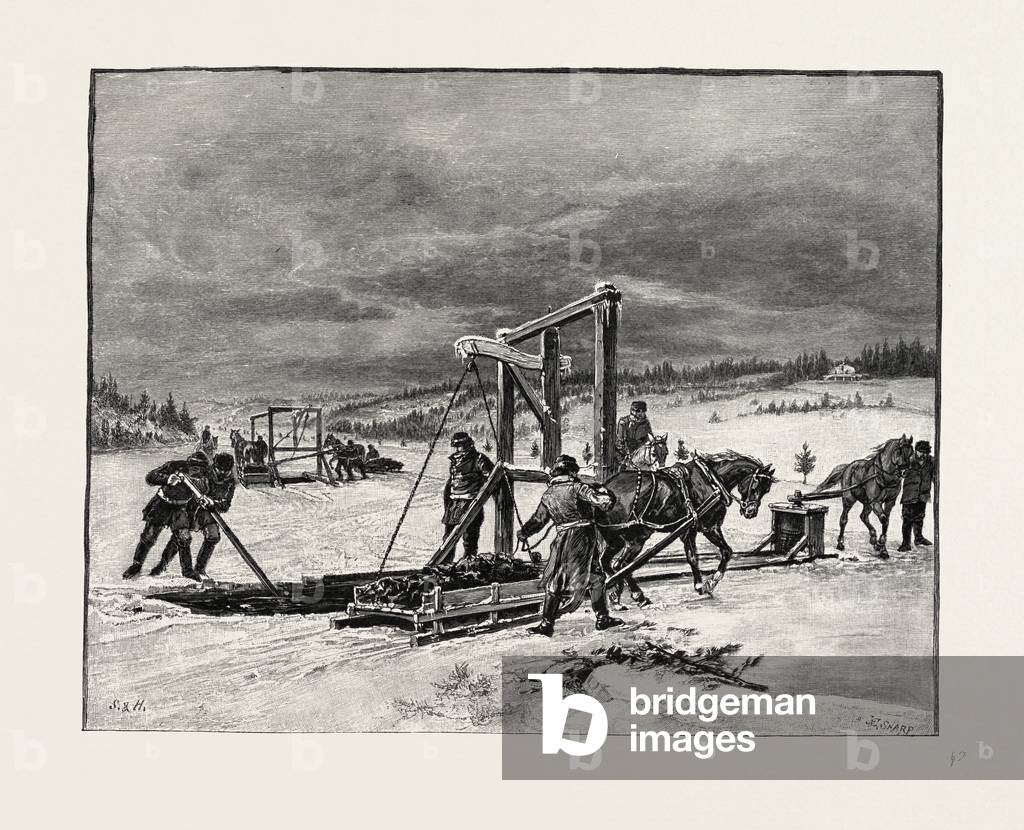 Prince Edward Island, Digging Mussel Mud, Canada, Nineteenth Century Engraving