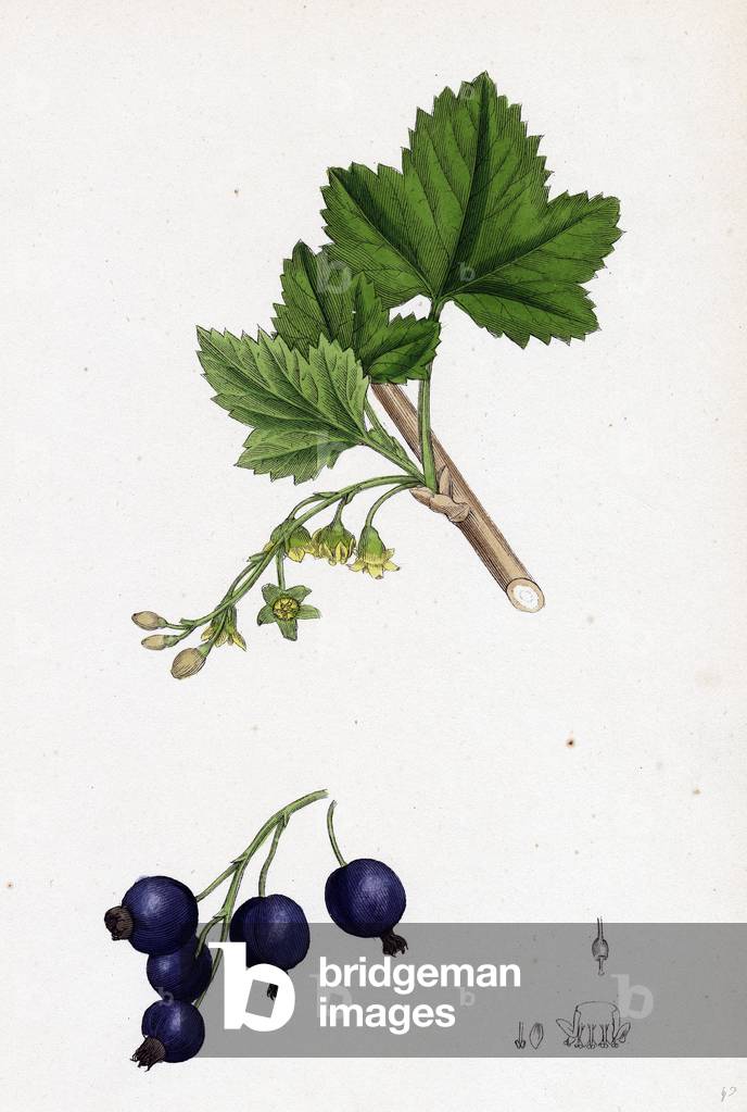 Ribes Nigrum Black Currant