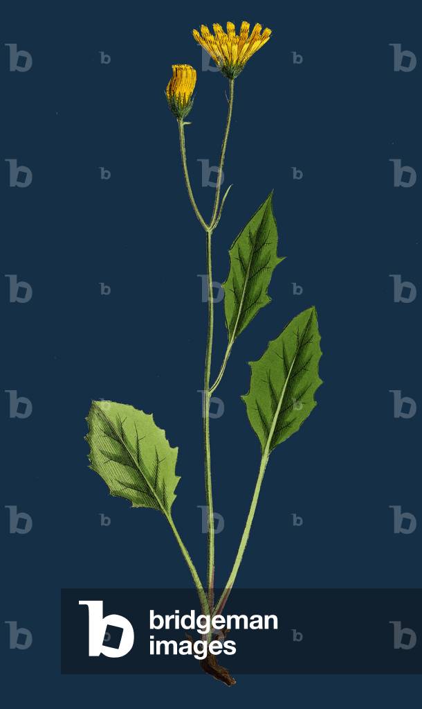 Atriplex Babingtonii; Babington's Orache