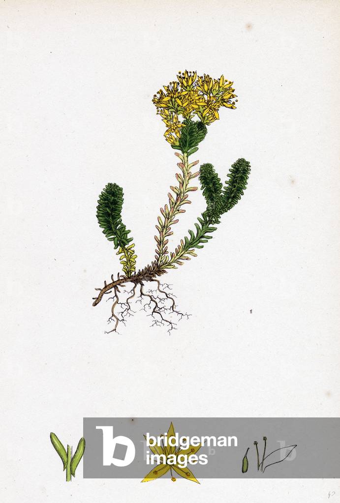 Sedum Sexangulare Insipid Stone-Crop