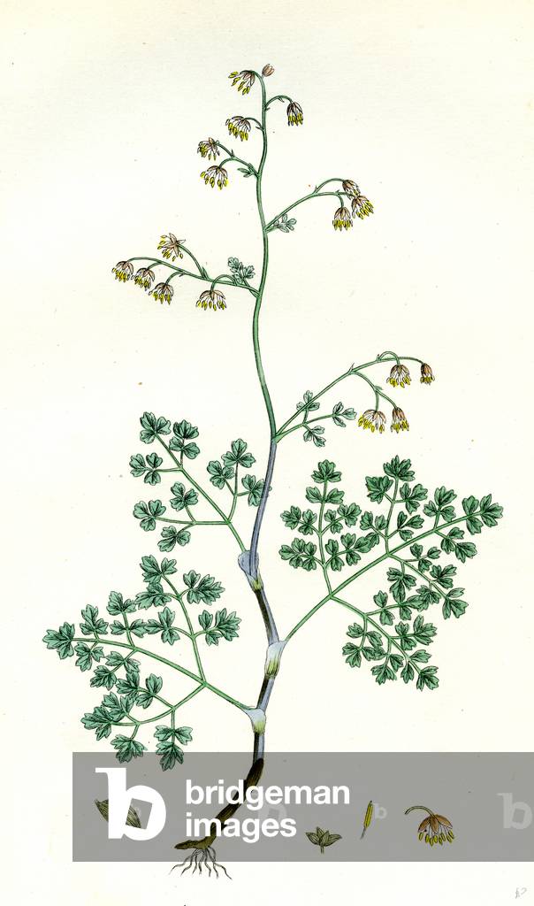 Botanical Print
