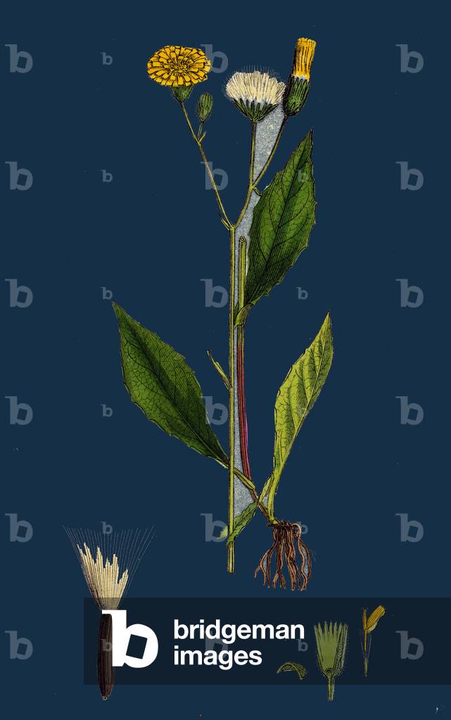 Rumex Pratensis; Meadow Dock