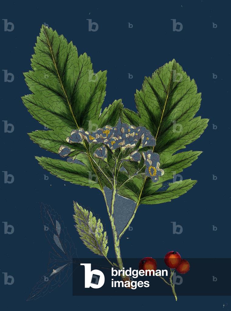 Rubus Saxatilis; Stone Bramble