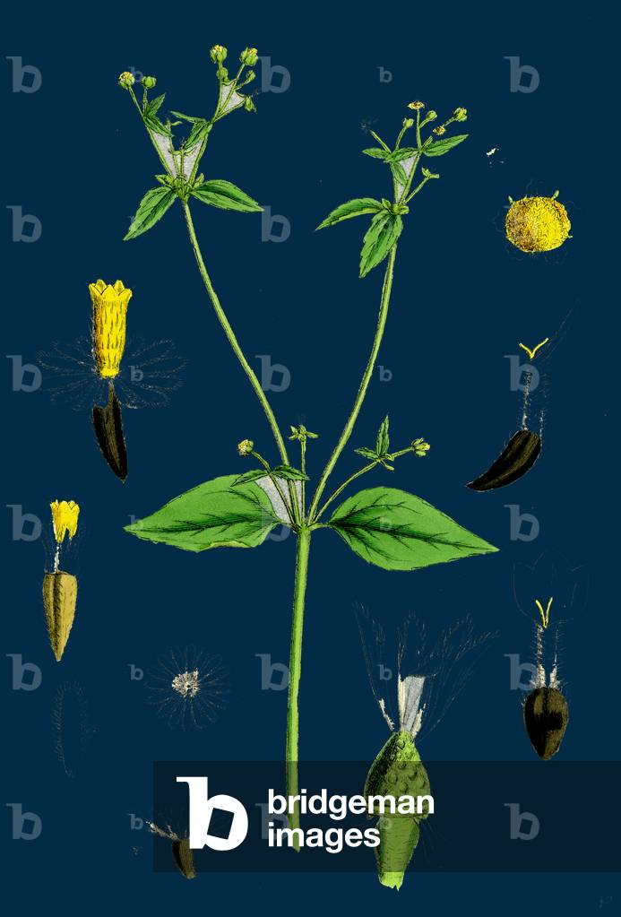 Verbascum Blattaria; Moth Mullein