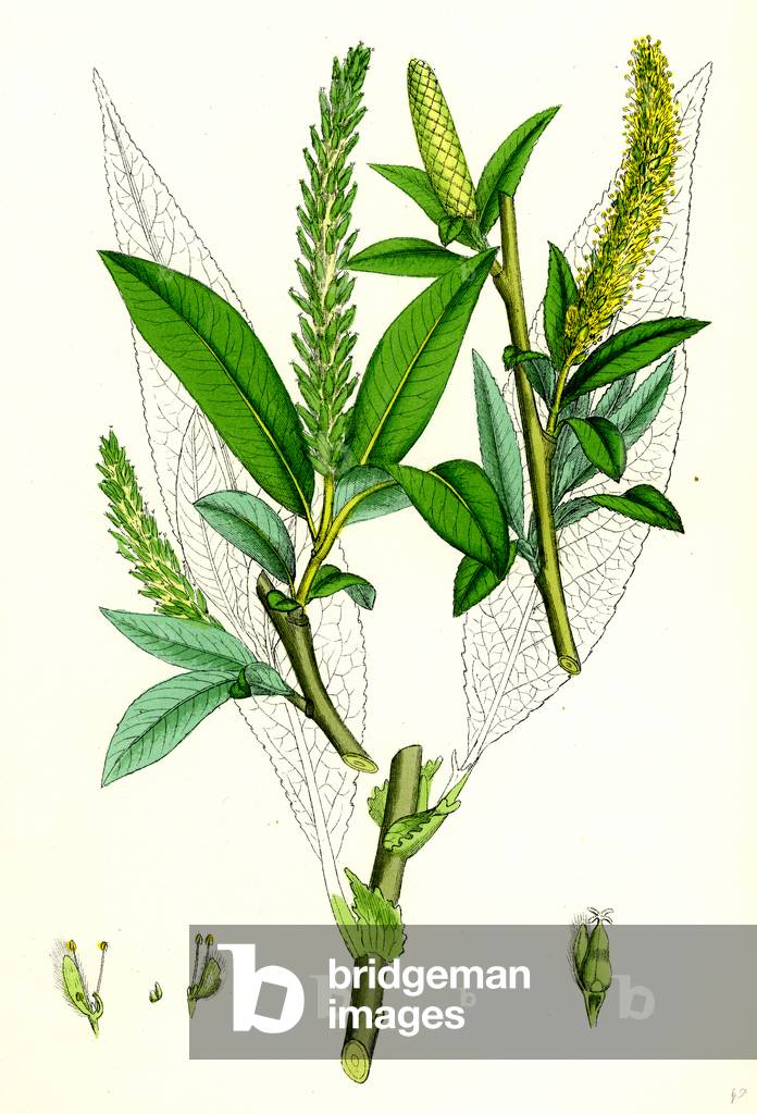 Salix Fragilis Var. Genuina Crack Willow