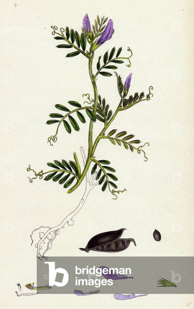Vicia Laevigata Smooth-Podded Sea Vetch