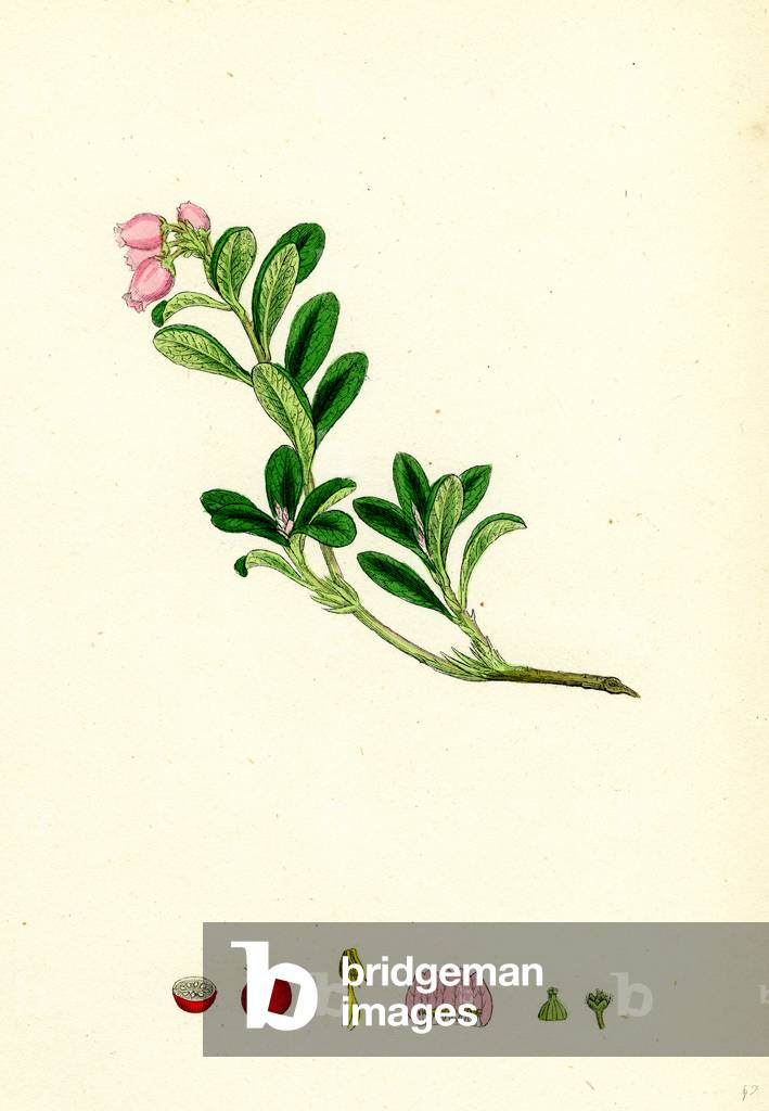 Arctostaphylos Uva-Ursi Common Bearberry