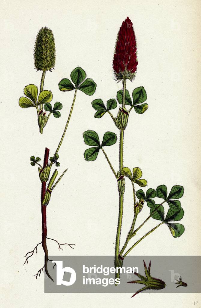 Trifolium Eu-Incarnatum Crimson Clover