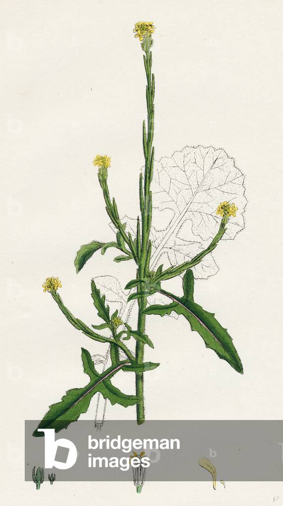 Sisymbrium Officinale Common Hedge-Mustard