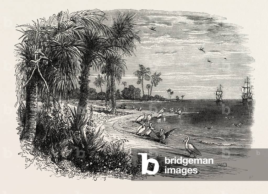 View on the Coast of Florida,USA, 1870s Engraving
