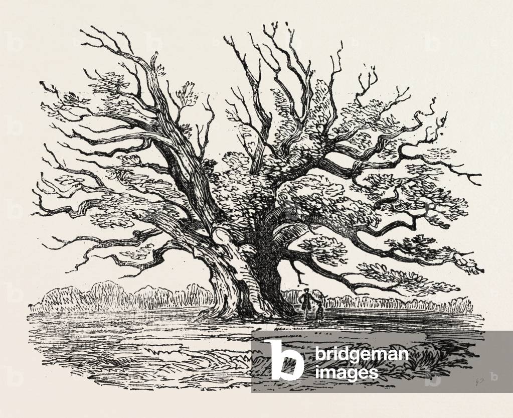 The Fairlop Oak in Hainault Forest, Sixty Years Since