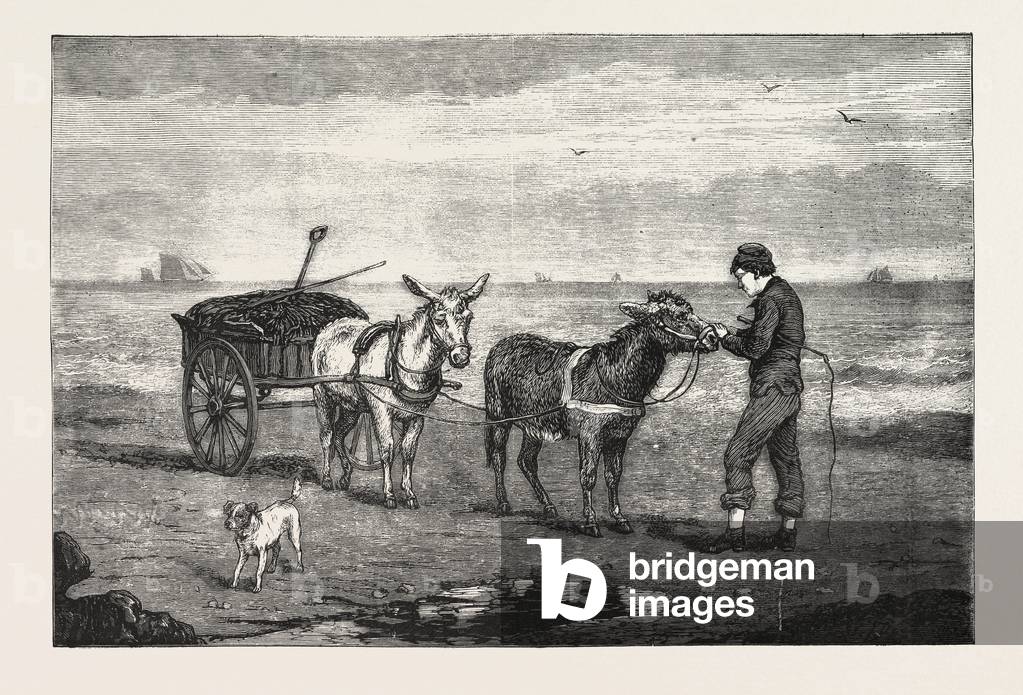 Gathering Seaweed: A Sketch on the Sands at Whitby, Engraving 1876, UK