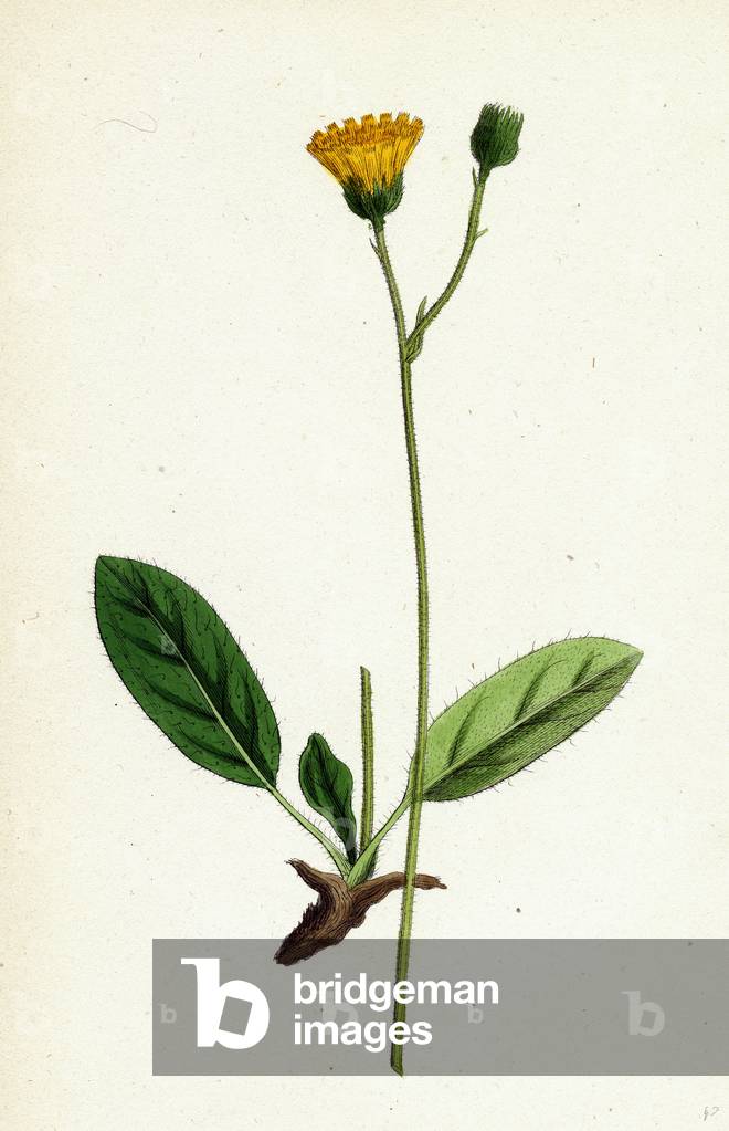 Hieracium Cinarescens Hairy-Leaved Hawkweed