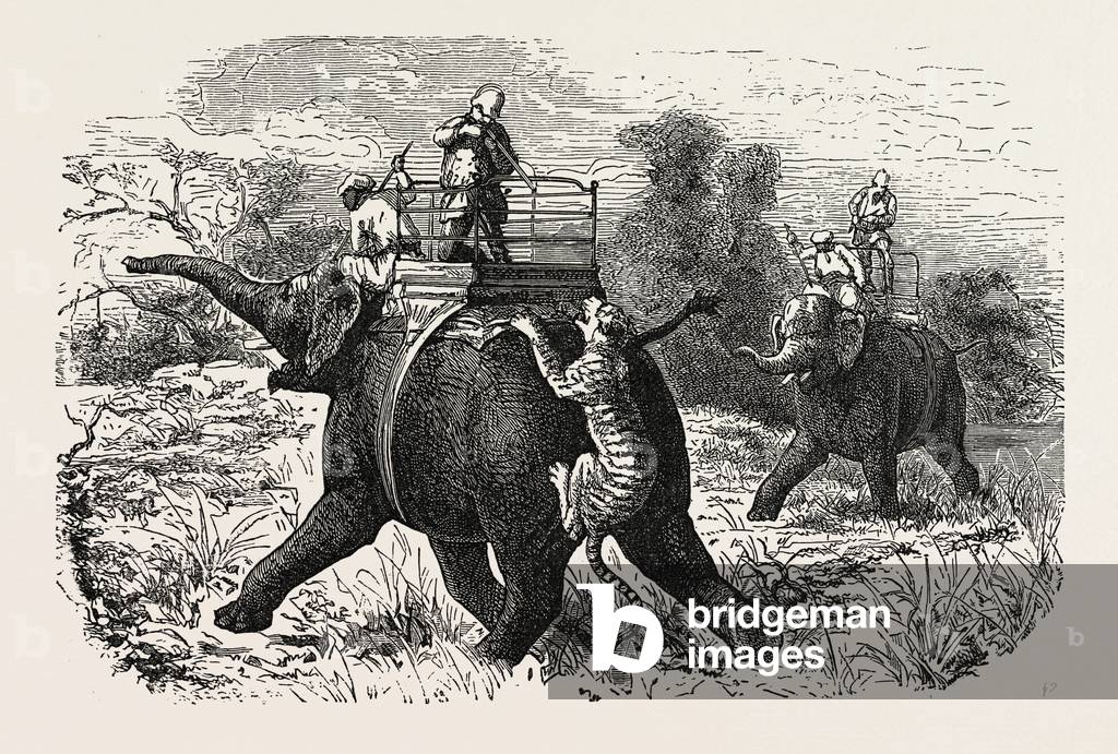 Tiger Hunting with Elephants in India
