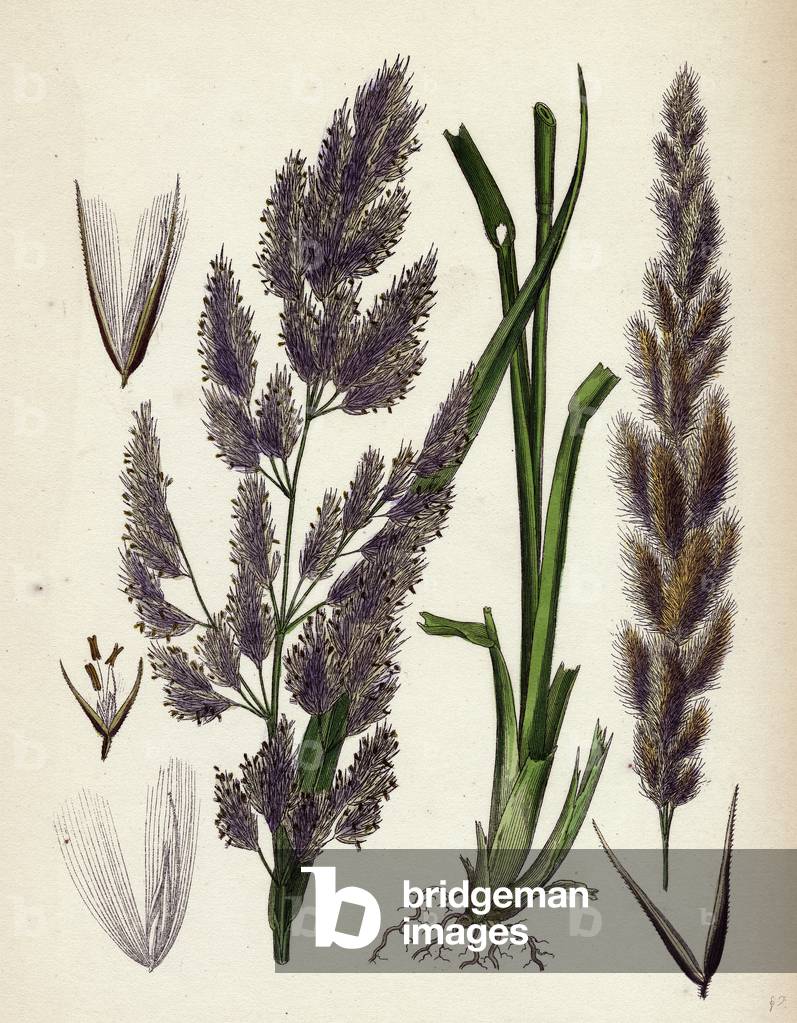 Calamagrostis Epigejos Wood Small-Reed