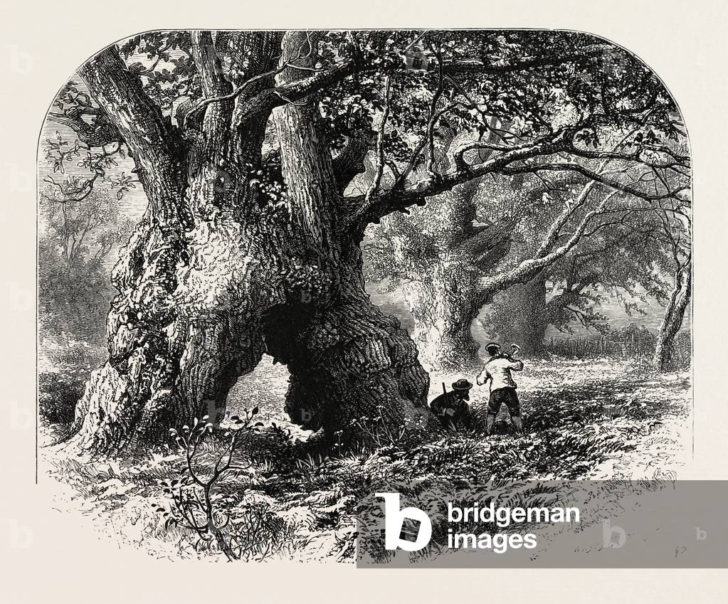The Forest Scenery of Great Britain: Oaks in Needwood Forest, UK
