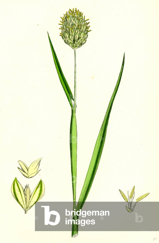 Phalaris Canariensis Canary-Grass