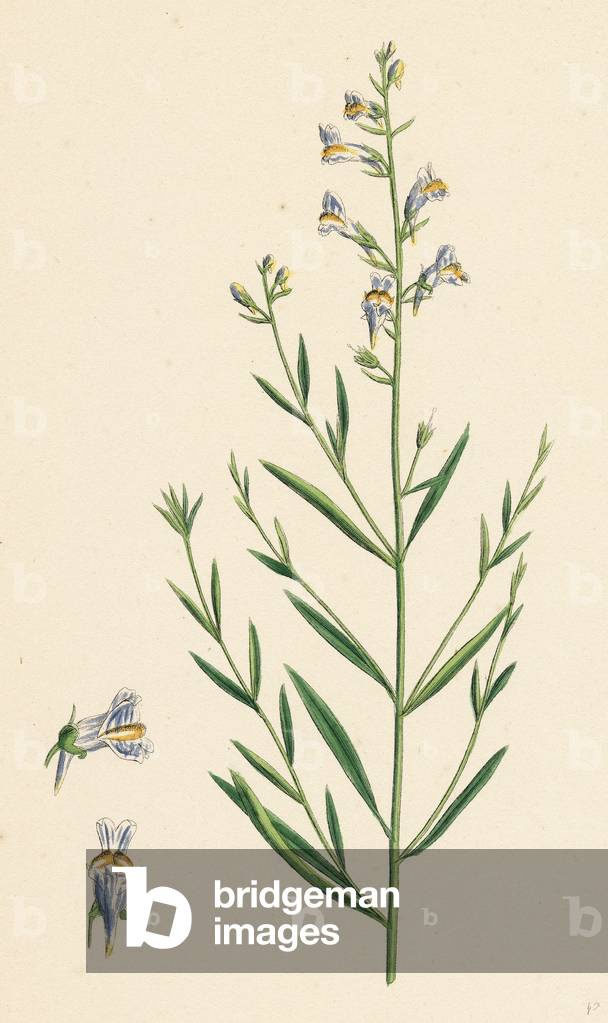 Linaria Vulgari Repens Hybrid Between Yellow and Striped Toadflax