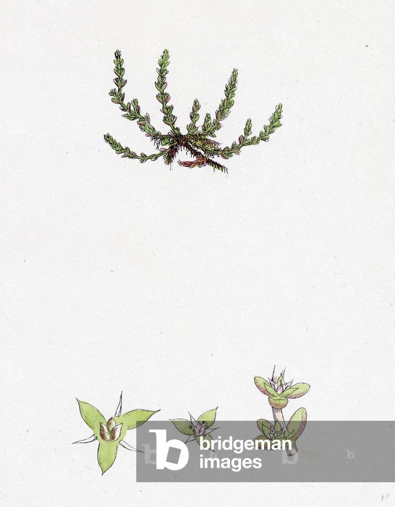 Tillaea Muscosa Mossy Tillaea