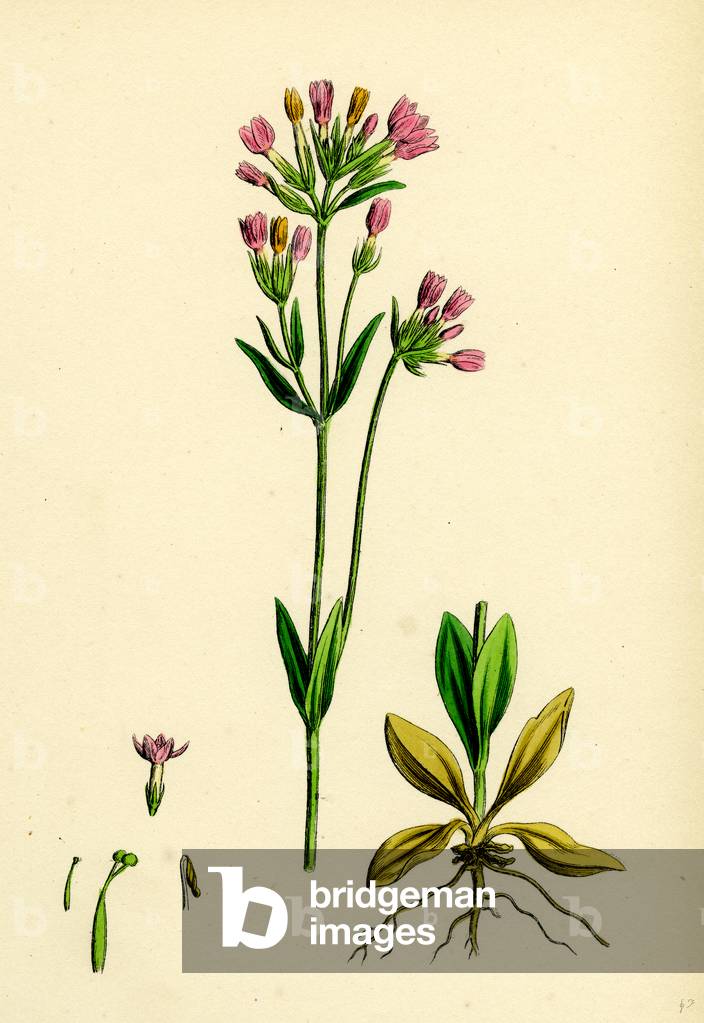 Erythraea Centaurium Common Centaury