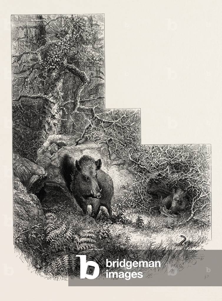 A Lair in the Forest of Fontainebleau, France, 19th Century Engraving