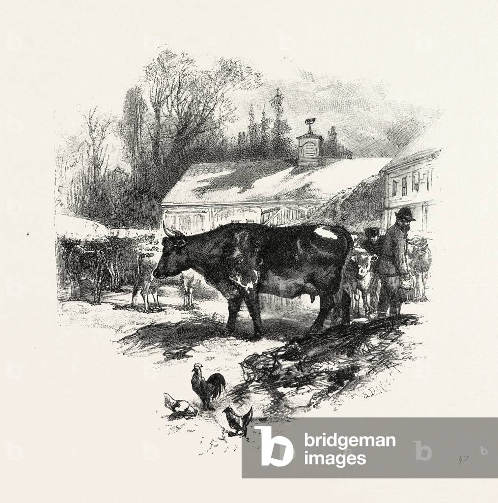 Cows, Farm, Canada, Nineteenth Century Engraving