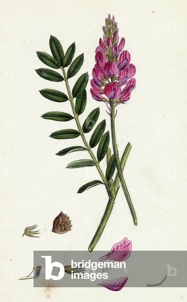 Onobrychis Sativa Saintfoin