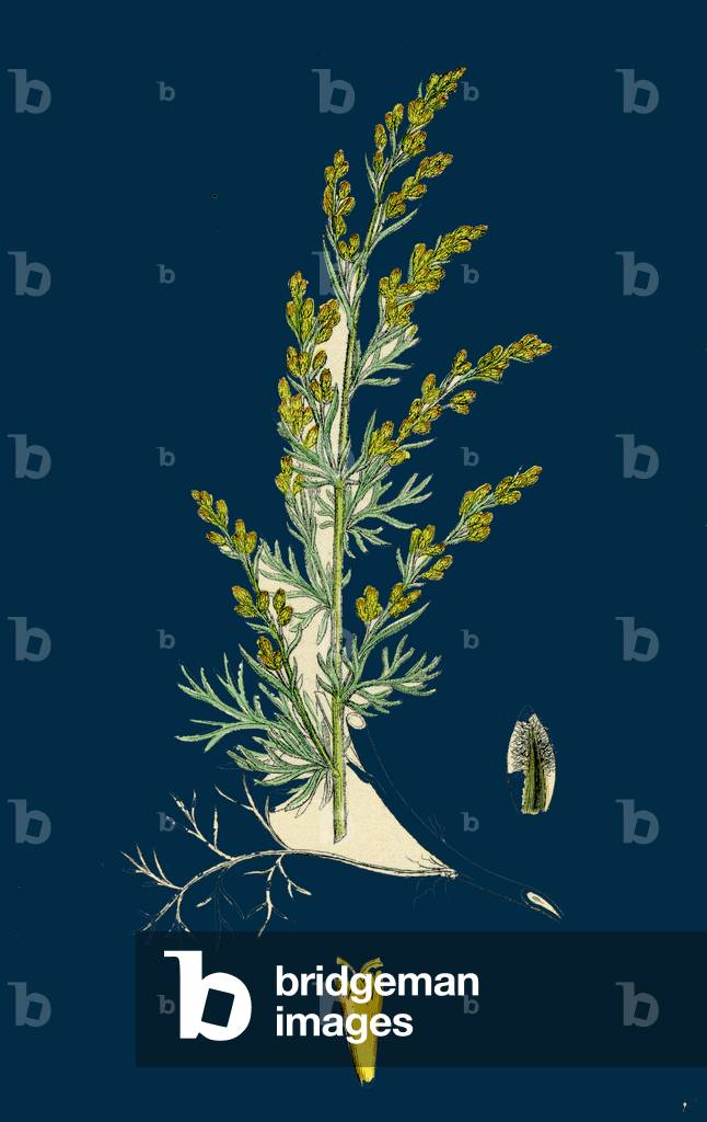 Cynosurus Echinatus; Rough Dog's-Tail-Grass