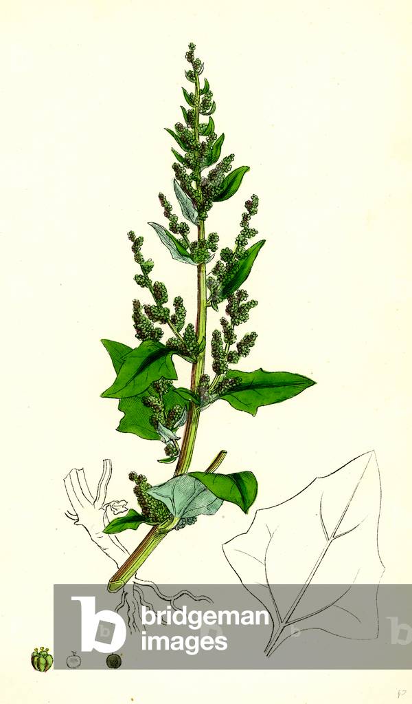 Chenopodium Botryoides Many-Clustered Goosefoot