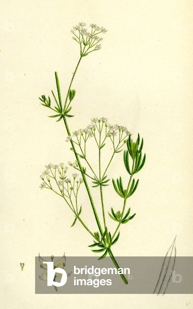 Galium Diffusum Diffuse Bedstraw