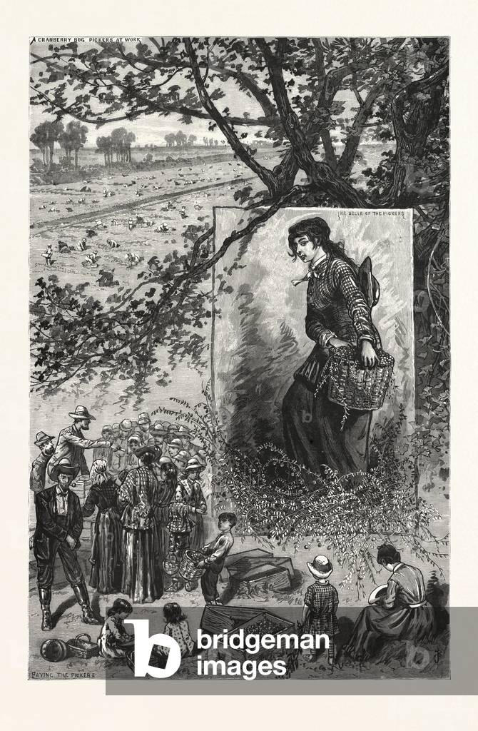 New Jersey: Preparing for the Thanksgiving Dinner, a Scene on a Cranberry Bog in Ocean County. U.S., Engraving 1880 1881