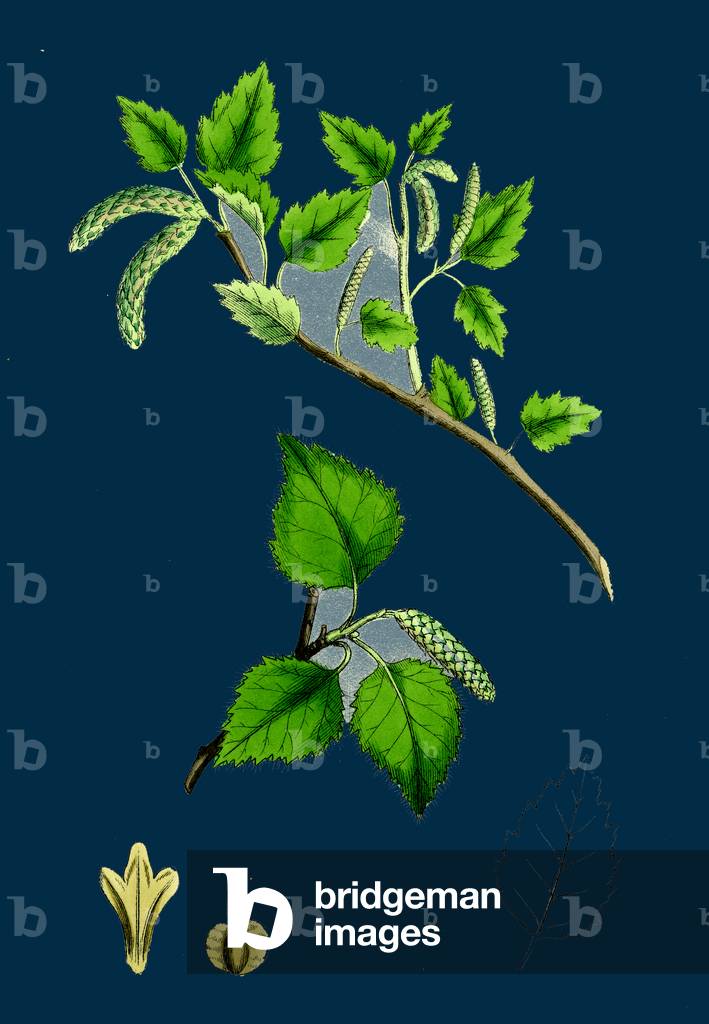 Crambe Maritima; Sea Kale